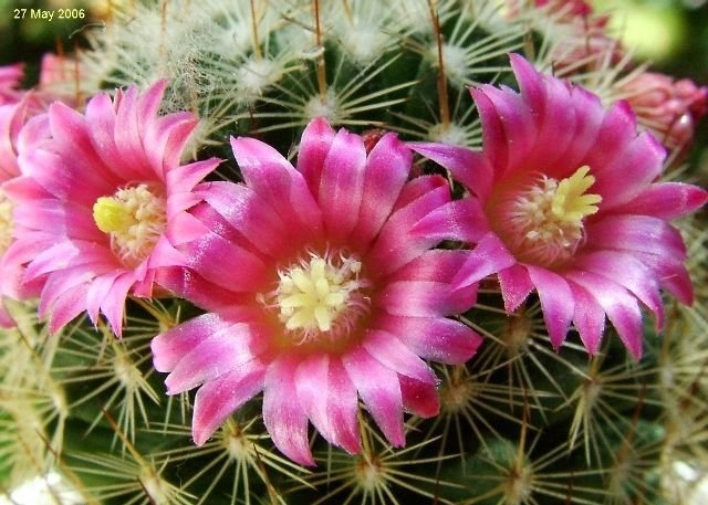 Mammillaria_ matudae _16